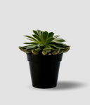 Cactus & Succulent - package 1 - Kreatif By Design